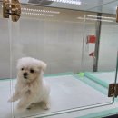 미유펫 강아지분양 고양이분양 전주점 이미지