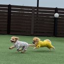 뽀아 하우스 이미지