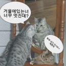 엔프피 이미지