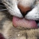 목감시티동물병원 이미지