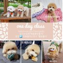 댕블리 | 안산 훈련사가 운영하는 댕블리애견카페 후기&amp;펫용품만들기