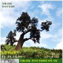 12월 23일. 한국의 탄생화와 부부 사랑 / 노간주나무 이미지