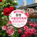 중랑구민회관 | 2026 중랑 서울장미축제 실시간 개화현황 및 중랑 장미카페