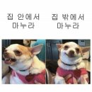 금능