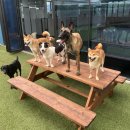 네버슬립독 이미지