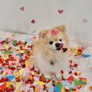 털로덮인친구들 애견유치원&애견호텔 수원시청역점 이미지