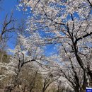 벚꽃향기민박 | [속초 벚꽃 명소 추천] 설악산 벚꽃터널, 상도문 돌담마을 벚꽃길 일개 개화현황(4/11)