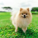 시흥24시센트럴동물의료센터 이미지