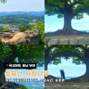 부여 가볼만한곳 성흥산 사랑나무 후기 주차·소요시간·포토존