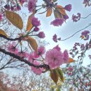완산방-12 | 전주 봄 여행 1박 2일🫶 - (완산칠봉꽃동산/완산도서관/청연루/금성당)