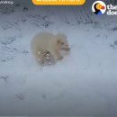 똥꼬발랄 이미지