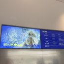 연극<유도소년>(혁신교육) | 체코 국보 11점으로 눈호강 알폰스 무하 빛과 꿈 더현대서울 전시 할인팁 주차가능