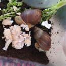 농업회사법인 피그말리온허브(주) 이미지