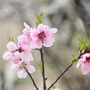 복숭아꽃 살구꽃 이미지