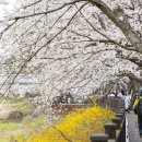 구례의길(섬진강길) 이미지