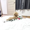 고성2119 | 제주도 애견동반 숙소 가성비 서귀포 성산 고성2119펜션