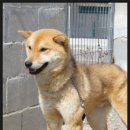 황룡켄넬 이미지