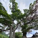 석교다실 | 두륜산 대흥사, 전남 해남 천년고찰 한국의 산지 승원