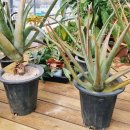 알로애 꽃집 이미지