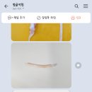 오션 캣 이미지