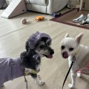루비파크여관 | 안성 스타필드 펫파크에서 루비 루안이랑 추억 쌓고 멋쟁이 선글라스 구매