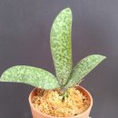 Phalaenopsis lindenii 린데니 이미지