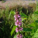 청덕주유소 이미지