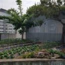 네네치킨개신점 이미지