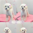 아이몽펫 이미지