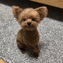 빼꼼