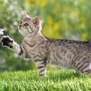 해운대동물메디컬센터 이미지