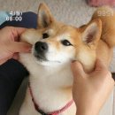 멍뭉이 이미지