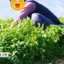 미래농장2 이미지