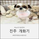 혁신애견미용 | 진주 혁신도시 "개화기" 애견미용샵 노견 입질견미용 야간애견미용 솔직후기