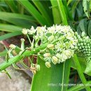 아빠의 정원 이미지