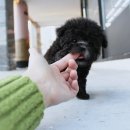 법인옥석 | 합정강아지분양 찾는 분들께 yomipet 솔직 후기