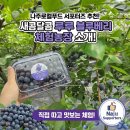 부자농장 | 나주 로컬푸드 서포터즈 루루블루베리농장 체험후기(feat.나주몰특가안내)
