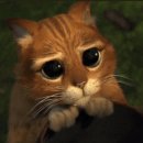 사바나 코쉬카 이미지