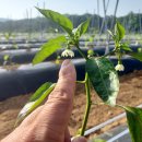 상내농장 | 미소농장의 고추 이야기