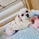 루이동물미용 이미지