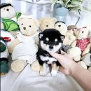 강아지분양 애견입양 아이러브독 인천점 이미지