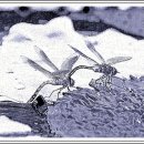 P-6718 네이버블로그