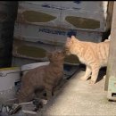 고양이 기숙사 이미지