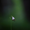 8월초의 백두산 들꽃탐사 (지하삼림-소천지-백두산 천문봉) 이미지