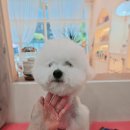 삐삐앤몽 이미지