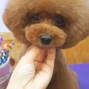 로라펫살롱 이미지