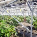 문영식 농장 이미지