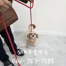 내사랑동물병원 네이버블로그