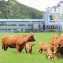 엘리트 한우 이미지