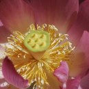 맘스터치 인덕원점 이미지